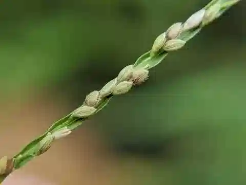 نبات نجيل Digitaria violascens في بيئته الطبيعية