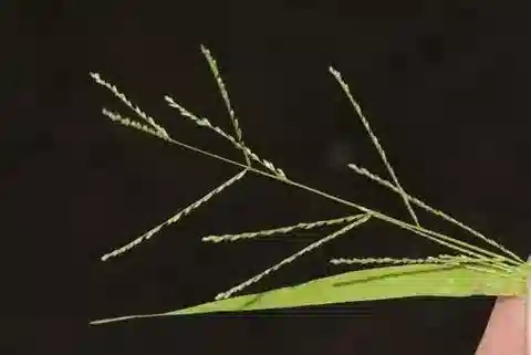 نبات نجيل Dinebra panicea subsp. panicea في بيئته الطبيعية