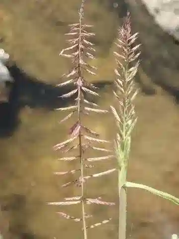 نبات نجيل Dinebra retroflexa var. retroflexa في بيئته الطبيعية