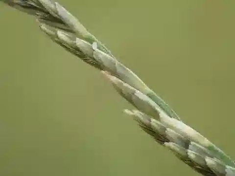 نبات نجيل Diplachne fusca subsp. fusca في بيئته الطبيعية