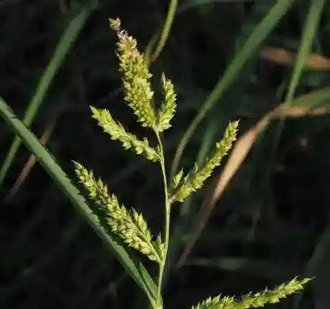 نبات نجيل Echinochloa colonum subsp. colonum في بيئته الطبيعية