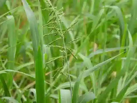 نبات نجيل Echinochloa pyramidalis في بيئته الطبيعية