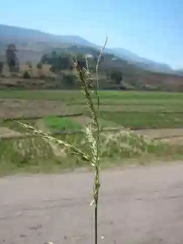 نبات نجيل Echinochloa stagnina في بيئته الطبيعية