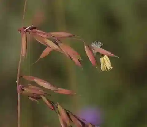 نبات نجيل Ehrharta calycina في بيئته الطبيعية