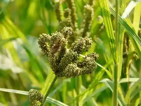 نبات نجيل Eleusine coracana subsp. coracana في بيئته الطبيعية
