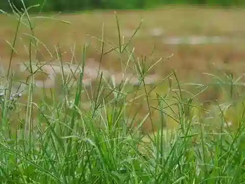 نبات نجيل Eleusine indica في بيئته الطبيعية