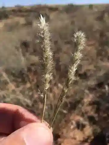 نبات نجيل Enneapogon desvauxii في بيئته الطبيعية