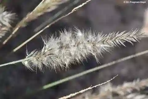 نبات نجيل Enneapogon persicus في بيئته الطبيعية