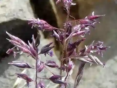 نبات نجيل Enneapogon scaber في بيئته الطبيعية