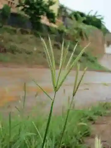 نبات نجيل Enteropogon prieurii في بيئته الطبيعية