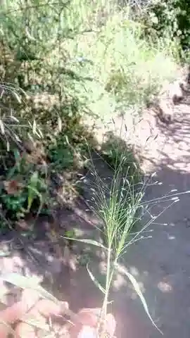 نبات نجيل Eragrostis aegyptiaca في بيئته الطبيعية