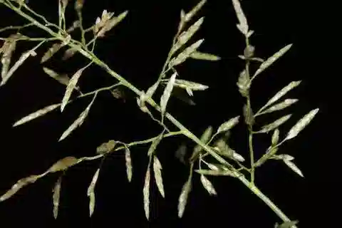 نبات نجيل Eragrostis barrelieri في بيئته الطبيعية
