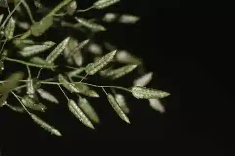 نبات نجيل Eragrostis cilianensis في بيئته الطبيعية