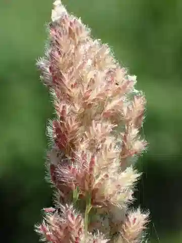 نبات نجيل Eragrostis ciliaris في بيئته الطبيعية
