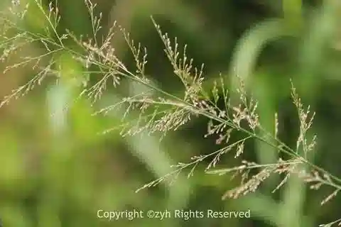 نبات نجيل Eragrostis japonica في بيئته الطبيعية