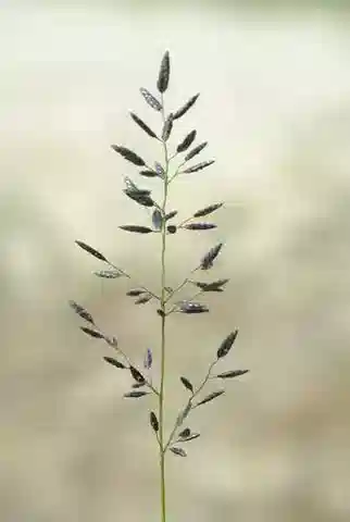 نبات نجيل Eragrostis minor في بيئته الطبيعية