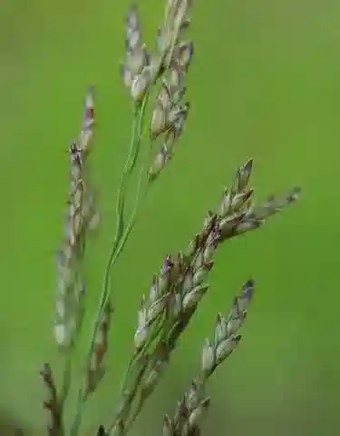 نبات نجيل Eragrostis pilosa في بيئته الطبيعية