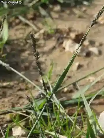 نبات نجيل Eragrostis sarmentosa في بيئته الطبيعية