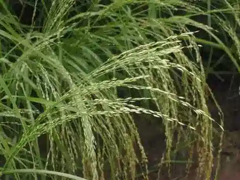 نبات نجيل Eragrostis tef في بيئته الطبيعية