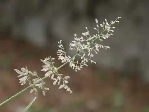 نبات نجيل Eragrostis tenella في بيئته الطبيعية
