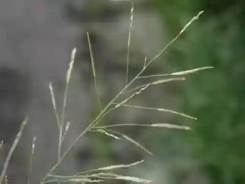 نبات نجيل Eragrostis tenuifolia في بيئته الطبيعية