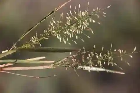 نبات نجيل Eragrostis viscosa في بيئته الطبيعية