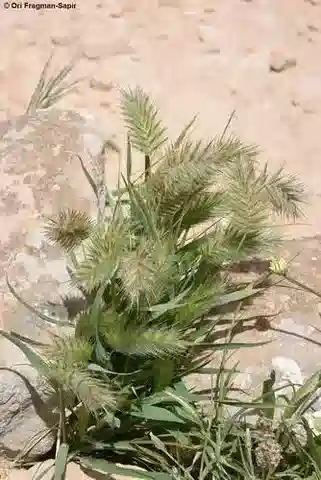 نبات نجيل Eremopyrum distans في بيئته الطبيعية