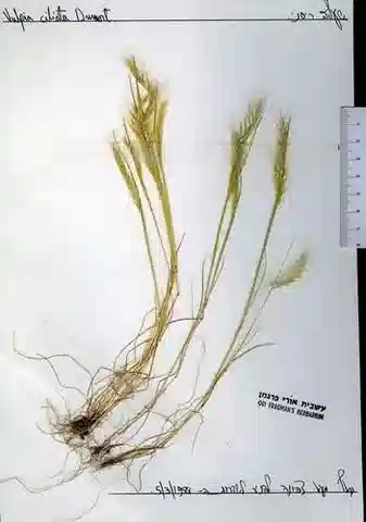 نبات نجيل Festuca brevis في بيئته الطبيعية