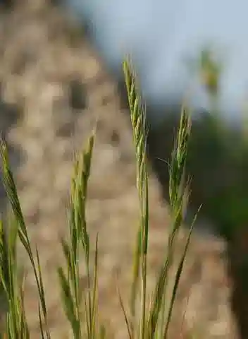 نبات نجيل Festuca bromoides في بيئته الطبيعية