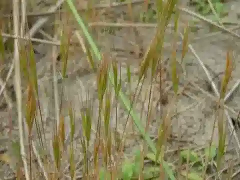 نبات نجيل Festuca fasciculata في بيئته الطبيعية