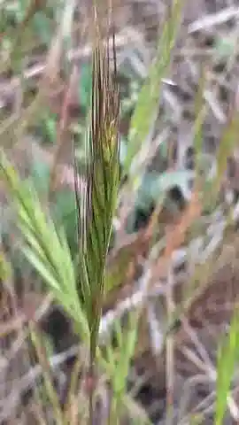 نبات نجيل Festuca membranacea في بيئته الطبيعية