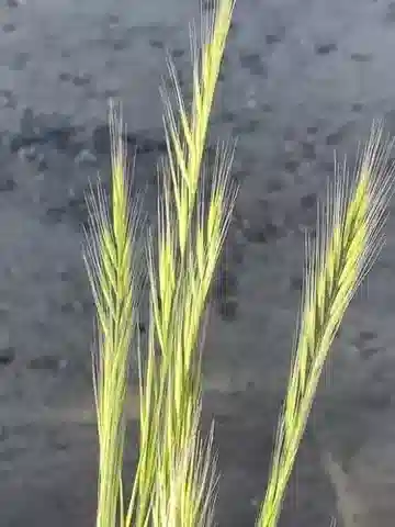نبات نجيل Festuca myuros في بيئته الطبيعية