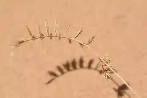 نبات نجيل Festuca pectinella في بيئته الطبيعية