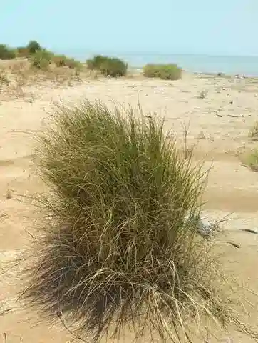 نبات نجيل Halopyrum mucronatum في بيئته الطبيعية