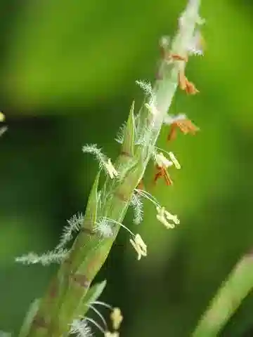 نبات نجيل Hemarthria altissima في بيئته الطبيعية