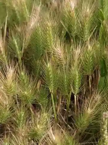 نبات نجيل Hordeum marinum subsp. gussoneanum في بيئته الطبيعية