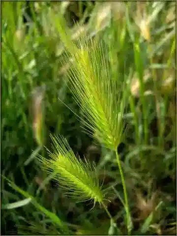 نبات نجيل Hordeum murinum subsp. leporinum في بيئته الطبيعية