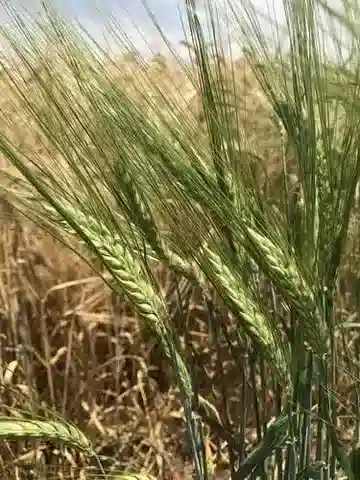 نبات نجيل Hordeum vulgare subsp. vulgare في بيئته الطبيعية