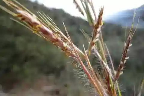 نبات نجيل Hyparrhenia hirta في بيئته الطبيعية