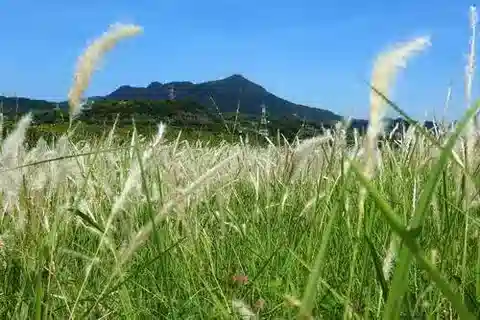 نبات نجيل Imperata cylindrica في بيئته الطبيعية