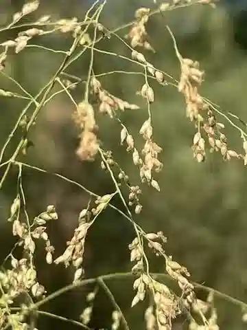 نبات نجيل Janochloa antidotalis في بيئته الطبيعية