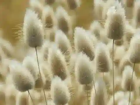 نبات نجيل Lagurus ovatus في بيئته الطبيعية