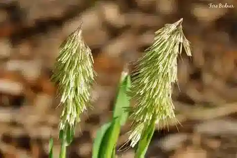 نبات نجيل Lamarckia aurea في بيئته الطبيعية