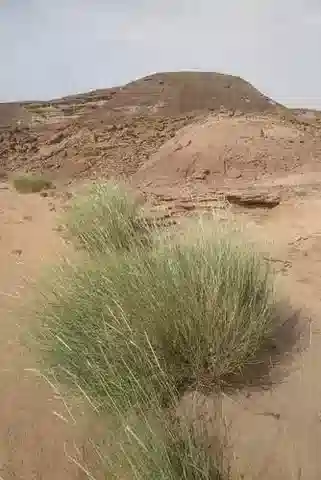 نبات نجيل Lasiurus scindicus في بيئته الطبيعية
