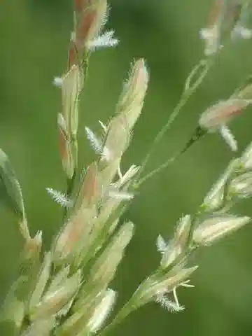 نبات نجيل Leersia hexandra في بيئته الطبيعية