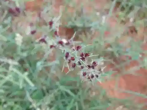 نبات نجيل Leptothrium senegalense في بيئته الطبيعية