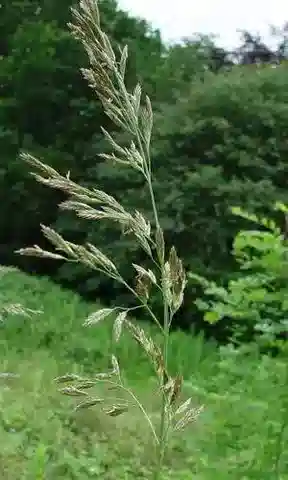 نبات نجيل Lolium arundinaceum subsp. arundinaceum في بيئته الطبيعية