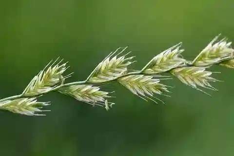 نبات نجيل Lolium multiflorum في بيئته الطبيعية