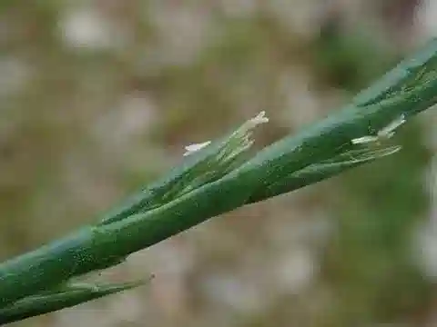نبات نجيل Lolium rigidum في بيئته الطبيعية