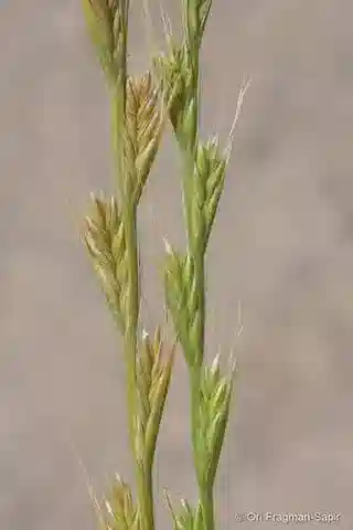 نبات نجيل Lolium temulentum في بيئته الطبيعية